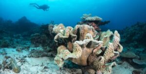 Dampak Negatif Snorkeling dan Solusinya bagi Terumbu Karang