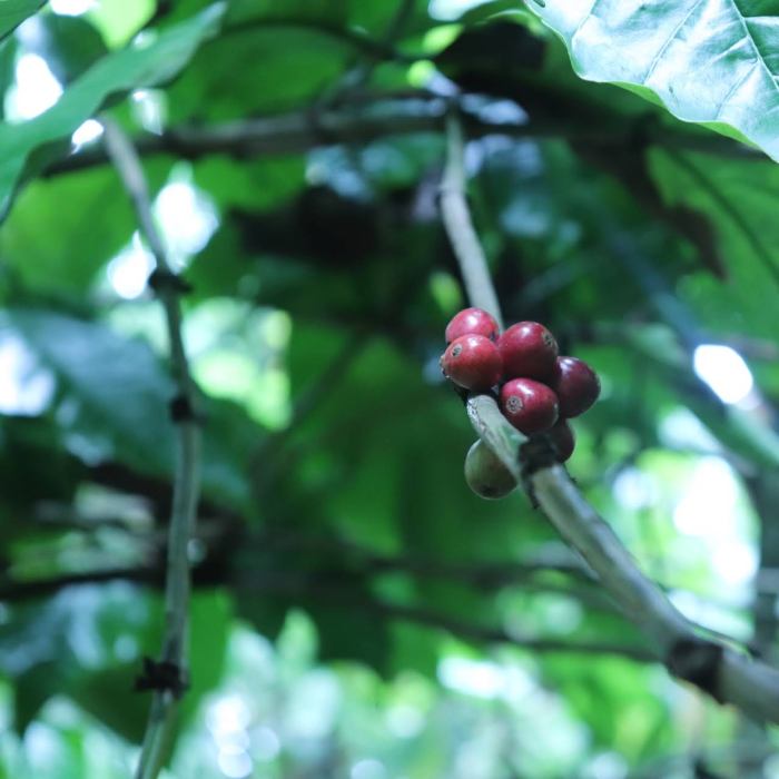 Malang safari plantation prigen pasuruan