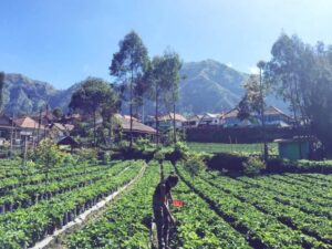 Agro wisata Malang Batik, Kopi, dan Workshopnya