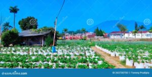 Biaya Masuk Agro Wisata Petik Strawberry Puncak