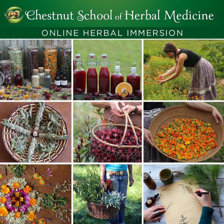 Herbal medicine reviews schools nutrition founders teachers students tonic ginger