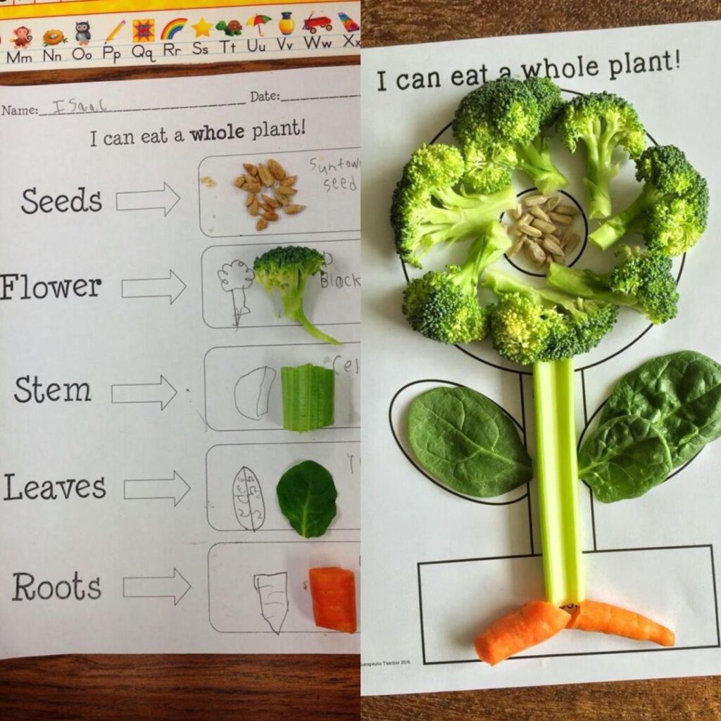 Kindergarten elementary seeds classification teaching seed