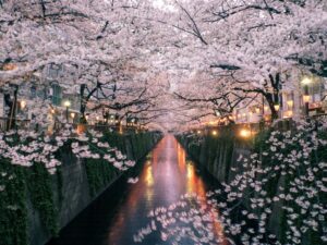 Liburan Jepang Musim Semi Sakura dan Festival