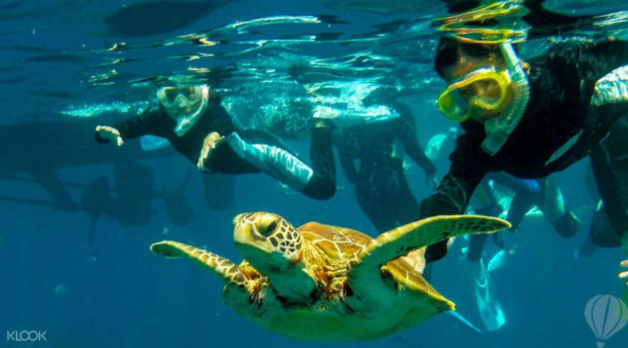 Snorkeling tiran sheikh submarine sharm departs daily