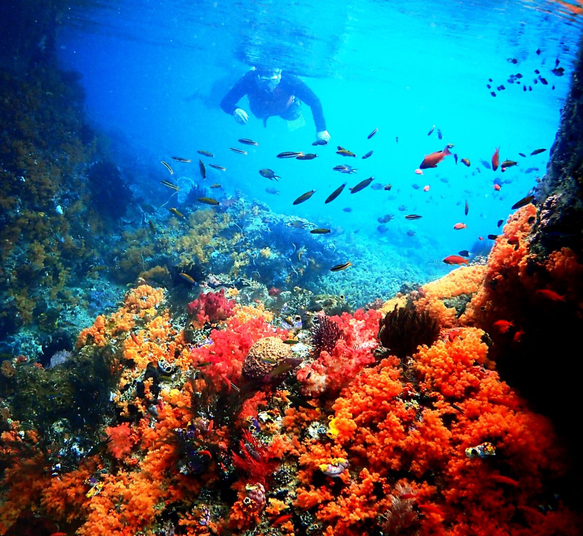 Paket liburan snorkeling di  Raja Ampat untuk 3 hari 2 malam