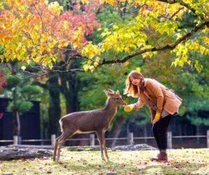 Cari Akomodasi Aman dan Ekonomis di Jepang untuk Wanita Solo Traveler