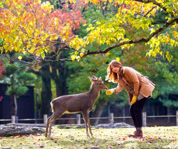 Japan travel solo female reasons destination budget dream gaijinpot traveler stay