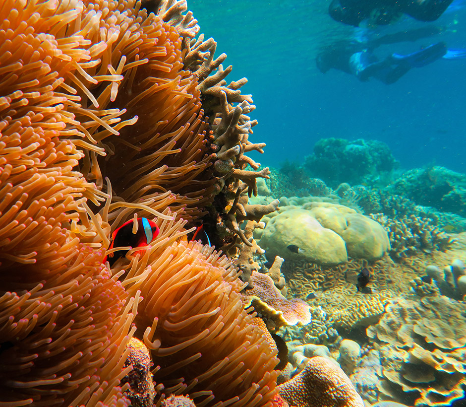 Bunaken snorkeling sulawesi manado trip national park manadosafaris