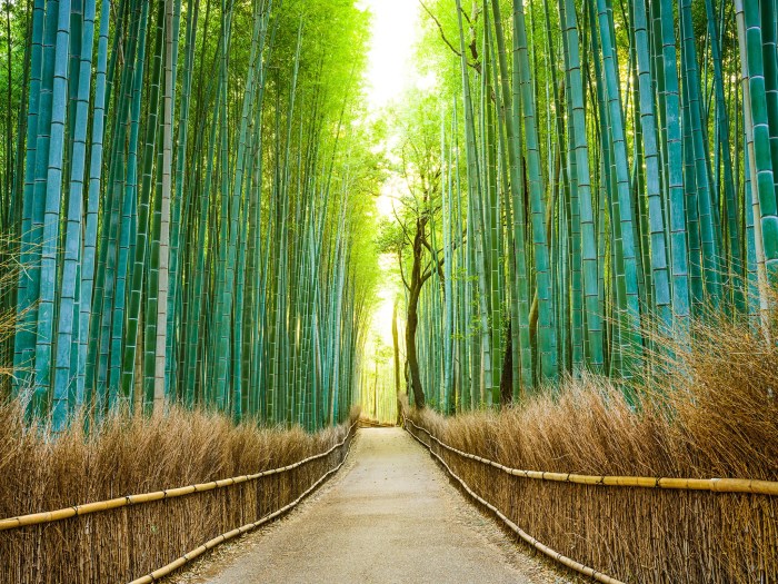 Rekomendasi distrik di Jepang untuk menikmati pemandangan alam yang indah