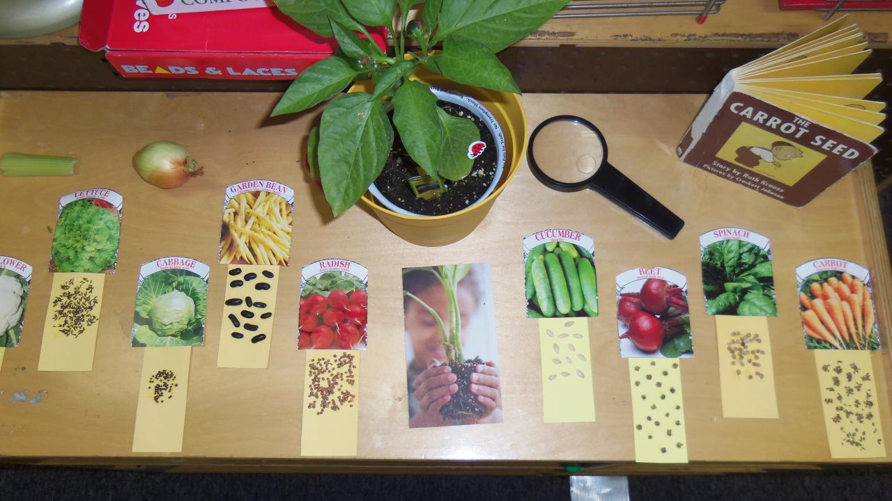 Science preschool area seeds observing classroom plants investigation ideas center garden kindergarten activities kids inquiry choose board they teaching spring