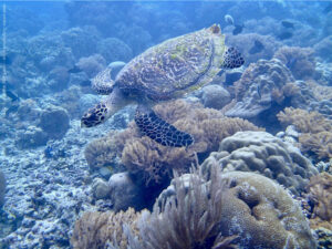 Snorkeling Terbaik di Indonesia Terumbu Karang Indah