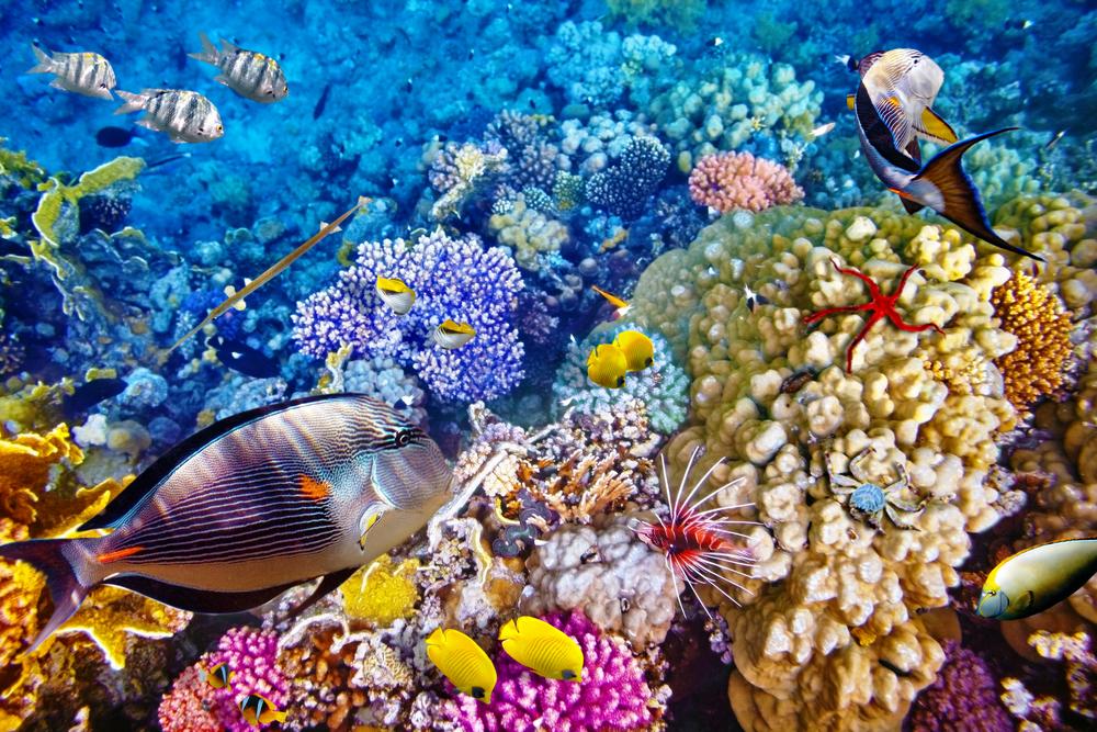 Menjangan bali island snorkeling description reviews snorkling