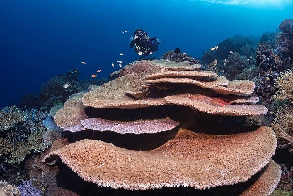 Cari paket snorkeling di  Maluku Utara yang hemat