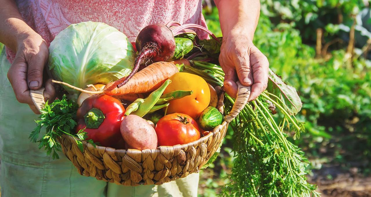 Wisata petik buah dan belajar tentang pertanian untuk anak usia 5 tahun